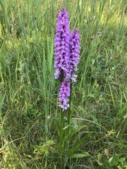 Dactylorhiza × grandis