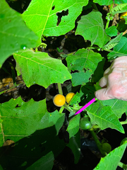 Solanum sessiliflorum
