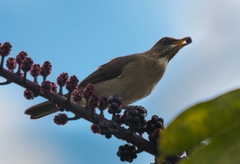 Turdus amaurochalinus