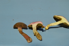 Hortiboletus bubalinus