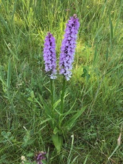 Dactylorhiza × grandis