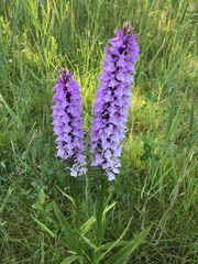 Dactylorhiza × grandis