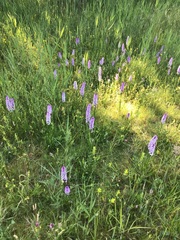 Dactylorhiza × grandis