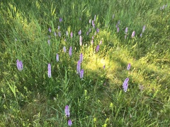 Dactylorhiza × grandis