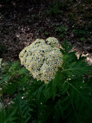 Tanacetum macrophyllum