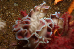 Leminda millecra