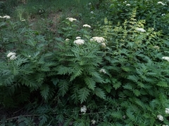 Tanacetum macrophyllum