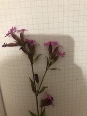 Silene dioica