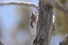 Pacarina shoemakeri
