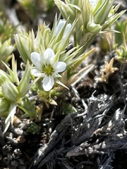 Eremogone franklinii