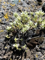 Eremogone franklinii