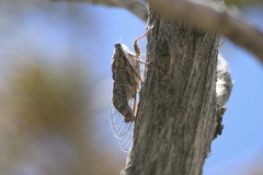Pacarina shoemakeri