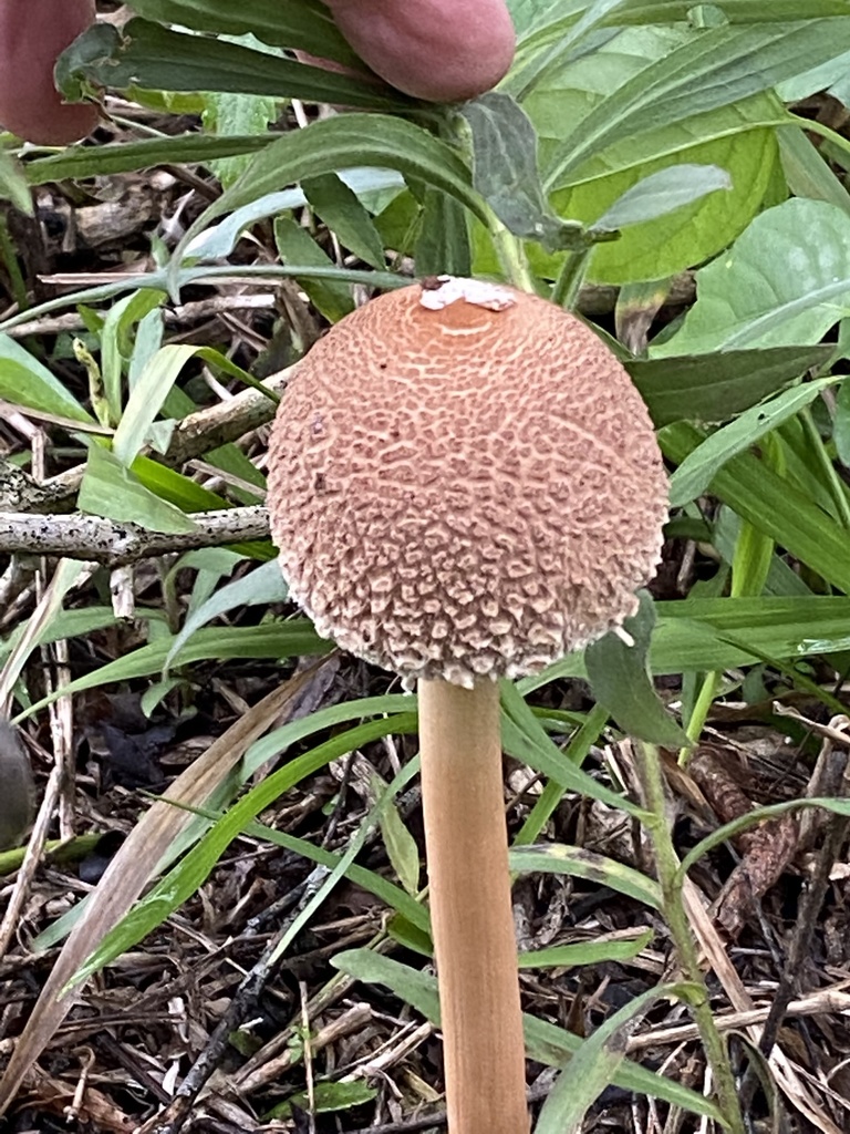 Macrolepiota bonaerensis · June 2022 · photo: © tlaloc27 (iNaturalist, cc-by)