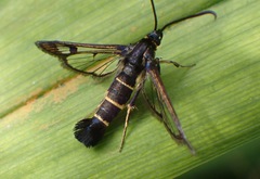 Synanthedon tipuliformis