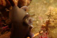 Leminda millecra