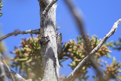 Pacarina shoemakeri
