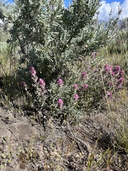 Castilleja angustifolia
