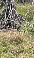 Chrysococcyx lucidus