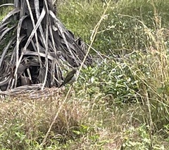 Chrysococcyx lucidus