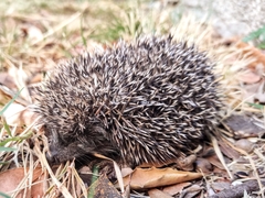 Erinaceus roumanicus