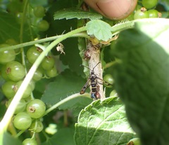 Synanthedon tipuliformis