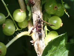 Synanthedon tipuliformis