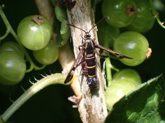 Synanthedon tipuliformis