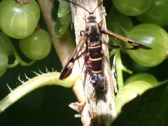 Synanthedon tipuliformis