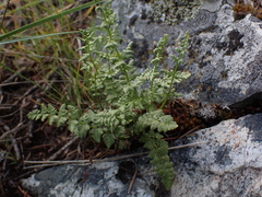 Woodsia oregana