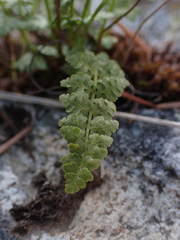 Woodsia oregana
