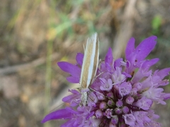 Pleurota aristella