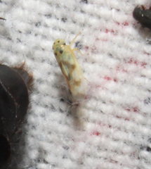 Macrosteles parvidens