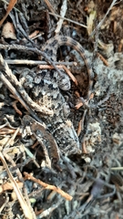 Sceloporus spinosus