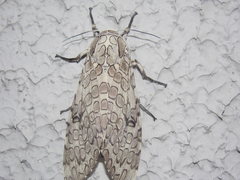 Hypercompe abdominalis