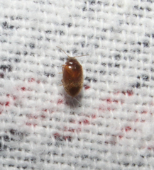 Contacyphon variabilis