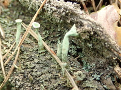 Cladonia deformis