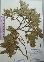 Salix pseudomyrsinites