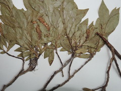Salix pseudomyrsinites