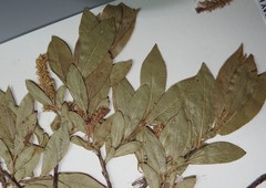 Salix pseudomyrsinites