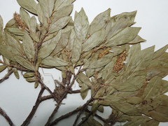 Salix pseudomyrsinites