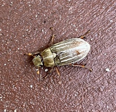 Polyphylla occidentalis