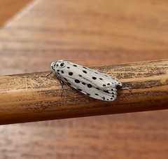 Ethmia ermineella