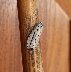 Ethmia ermineella