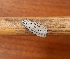 Ethmia ermineella