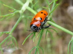 Tituboea sexmaculata