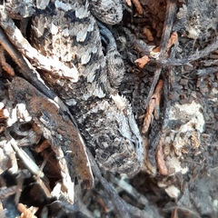 Sceloporus spinosus