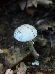 Amanita eliae