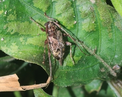 Oedopeza ocellator