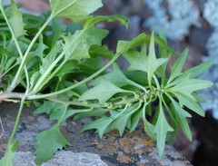 Blitum virgatum