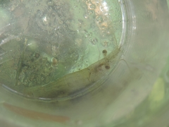 Palaemon antennarius